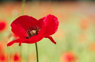 School Council - Madeley War Memorial Visit - 2023