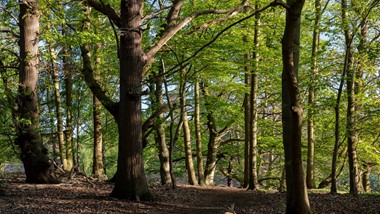 Nursery Forest School - 2023